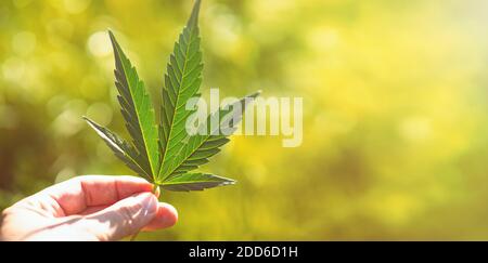Menschliche Hand hält Marihuana Blatt aus medizinischem Cannabis oder CBD Hanf Pflanze auf unscharfem hellgrünen Hintergrund mit Kopierraum. BIO-Produkte und zurück zu Stockfoto