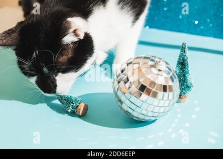 Lustige schwarz-weiße Smoking Katze spielt mit Neujahr und Weihnachten Spielzeug Baum und Disco Ball auf blauem Hintergrund. Weihnachten mit Haustieren, Vorsichtsmaßnahmen Stockfoto