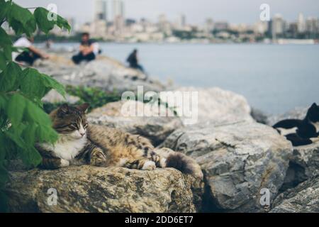 Obdachlose niedliche Erwachsene Katze liegt auf den Steinen am Meer und schläft, ruht. Türkei, Istanbul. Das Problem der obdachlosen Tiere in Städten Stockfoto