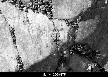 Ein Becken, ein Pool in den Mulden von glatten Granitsteinen. Kolonien von Muscheln und Krebstieren. Natürlicher Hintergrund. Atlantikküste in Porto, Portuga Stockfoto