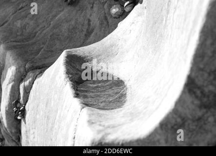 Ein Becken, ein Pool in den Mulden von glatten Granitsteinen. Kolonien von Muscheln und Krebstieren. Natürlicher Hintergrund. Atlantikküste in Porto, Portuga Stockfoto