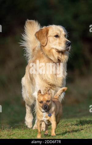 Paar Hunde-Canis lupus familiaris Stockfoto