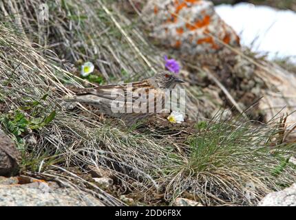 Altai Accentor (Prunella himalayana) Erwachsene auf dem Boden im Schnee-Linie Ili-Alatu NP, Kasachstan Mai Stockfoto