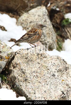 Altai Accentor (Prunella himalayana) Erwachsene auf Felsen am Schnee-Linie Ili-Alatu NP, Kasachstan Mai Stockfoto