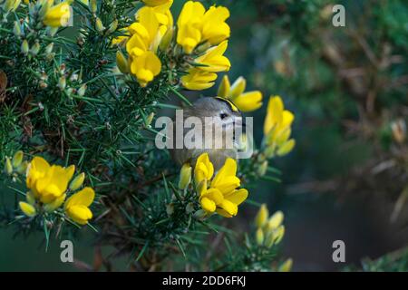 Goldwappen- Regulus regulus Barsche auf blühendem Gorse-Ulex Stockfoto