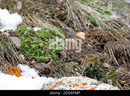 Altai Accentor (Prunella himalayana) Erwachsene auf dem Boden im Schnee-Linie Ili-Alatu NP, Kasachstan Mai Stockfoto