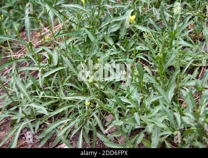 Wild essbare italienische arugula (Diplotaxis tenuifolia) wächst am Straßenrand von Rom Stadt, Italien. Diese Pflanze wird oft für Salate in der Küche verwendet. Stockfoto