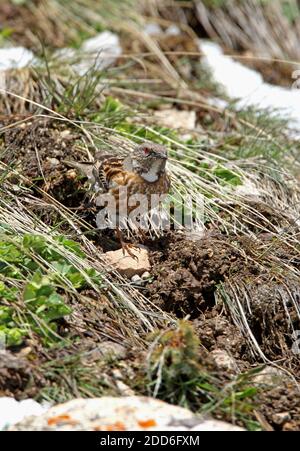 Altai Accentor (Prunella himalayana) Erwachsene auf dem Boden im Schnee-Linie Ili-Alatu NP, Kasachstan Mai Stockfoto