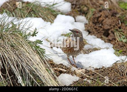 Altai Accentor (Prunella himalayana) Erwachsene auf dem Boden im Schnee-Linie Ili-Alatu NP, Kasachstan Mai Stockfoto