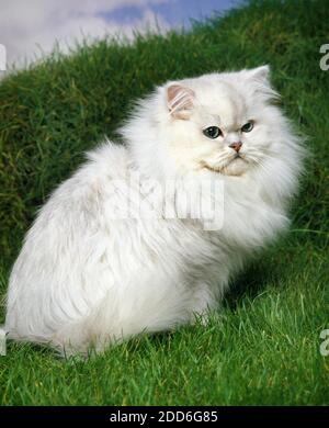 Chinchilla Persian Domestic Cat, Erwachsener steht auf Gras Stockfoto