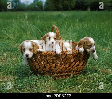 Brittany Spaniel, Pup steht im Korb Stockfoto