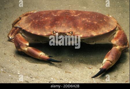 Essbare Krabbe, Krebs Pagurus, Erwachsene Stockfoto