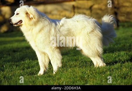 Großer Pyrenäenhund oder Pyrenäenhund, Rüde sitzend auf Gras Stockfoto