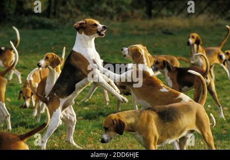 Großer anglo-französischen Tricolour Hound mit großen anglo-französischen weiß und Orange Hound, packen Stockfoto