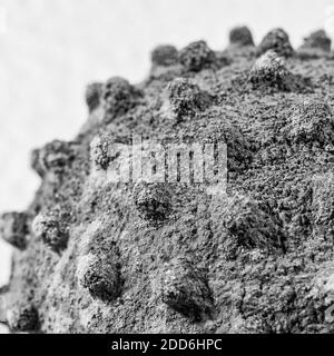 Oberflächenbehandeltes Modell eines Virusmodells. Für Covid-Impfstoff Durchbruch, Coronavirus-Impfstoff, Virologie, Viruszerfall, Modell Coronavirus. Stockfoto