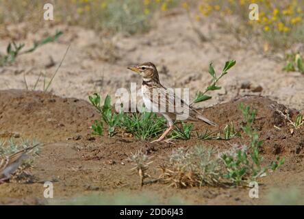 Bimaculated Lark (Melanocorypha bimaculata torquata) Erwachsene auf dem Boden durch Wasserloch Taukum Wüste, Kasachstan Juni Stockfoto