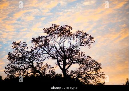 Baum am Sonnenuntergang auf dem Mekong River Bank vom Slow Boat aus Thailand nach Vientiane, Laos, Südostasien Stockfoto