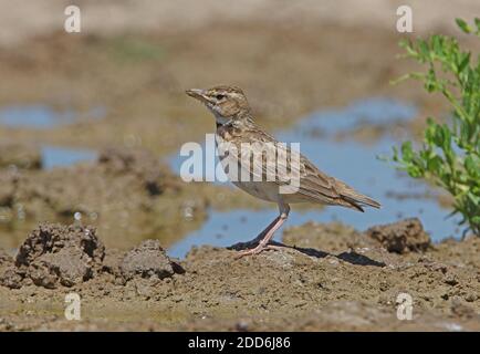 Bimaculated Lark (Melanocorypha bimaculata torquata) Erwachsene auf dem Boden durch Wasserloch Taukum Wüste, Kasachstan Juni Stockfoto