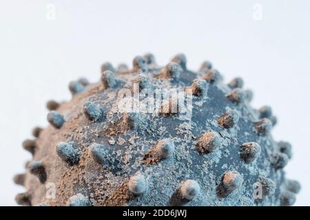 Oberflächenbehandeltes Modell eines Virusmodells. Für Covid-Impfstoff Durchbruch, Coronavirus-Impfstoff, Virologie, Viruszerfall, Modell Coronavirus. Stockfoto