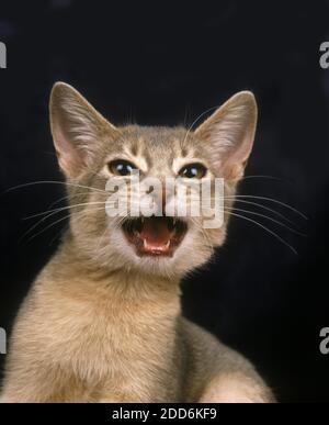Blauer Abessinier Katze, Kätzchen miauen Stockfoto
