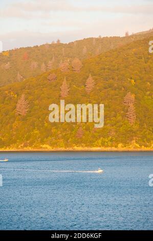 Schnellboot in Queen Charlotte Sound, Picton, Südinsel, Neuseeland Stockfoto