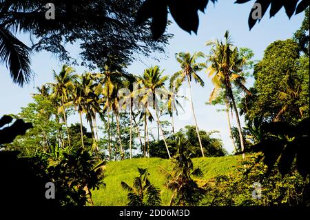 Palmen im Pura Goa Gaja, Elephant Cave Temple, Bali, Indonesien, Asien Stockfoto