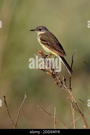 Schwarzkopf-Wagtail (Motacilla flava feldegg) adultes Weibchen, das auf dem toten Samenkopf des Alakol-Sees, Kasachstan, thront Juni Stockfoto