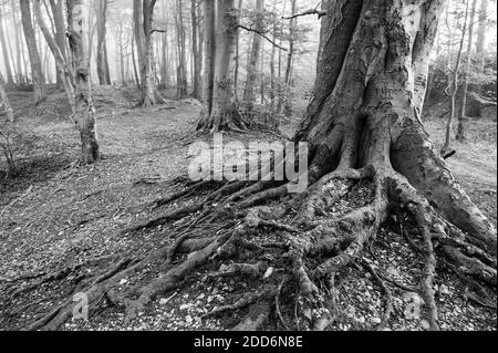 Alte Baumwurzeln in einem Wald in der Nähe von Stow-on-the-Wold in den Cotswolds, Gloucestershire, England, Großbritannien, Europa Stockfoto
