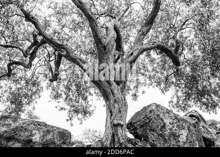 Schwarz-Weiß-Foto eines alten Olivenbaums im Tal der Tempel (Valle dei Templi), Agrigento, Sizilien, Italien, Europa Stockfoto