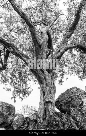 Schwarz-Weiß-Foto eines alten krummen Olivenbaums in den Ruinen des Tales der Tempel (Valle dei Templi), Agrigento, Sizilien, Italien, Europa Stockfoto