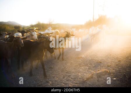 Ziegenhirte, Mojacar, Andalusien, Almeria, Spanien Stockfoto