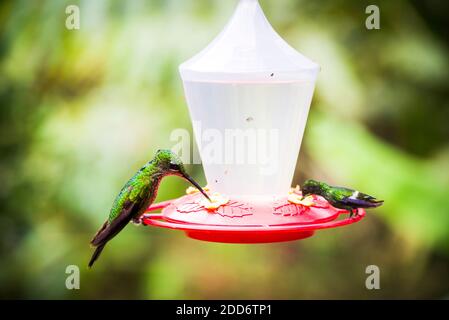 Kolibris in einem Kolibri Feeder in der Mashpi Lodge, Choco Cloud Forest, Ecuador, Südamerika Stockfoto