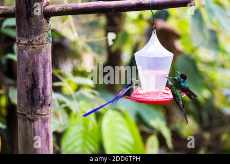 Kolibris in einem Kolibri Feeder in der Mashpi Lodge, Choco Cloud Forest, Ecuador, Südamerika Stockfoto