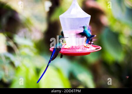 Kolibris in einem Kolibri Feeder in der Mashpi Lodge, Choco Cloud Forest, Ecuador, Südamerika Stockfoto