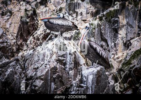 Peruanische Pelikane (Pelecanus thragus), Ballestas-Inseln (Islas Ballestas), Paracas National Reserve, Peru, Südamerika Stockfoto