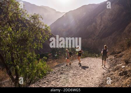 Trekking in Colca Canyon, Peru, Südamerika Stockfoto