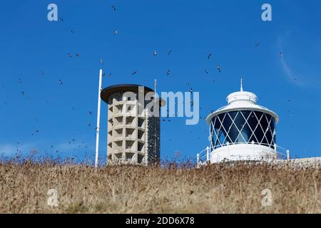 Common House martins fliegen um Anvil Point Leuchtturm gegen ein Blauer Himmel Durlston Country Park Dorset Stockfoto