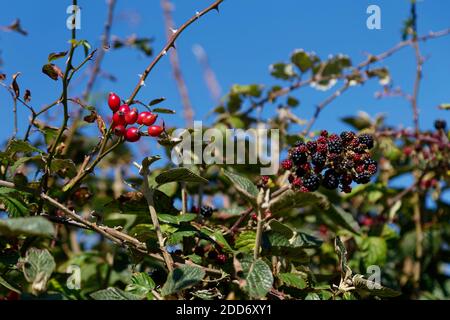 Rote Hagebutten und Brombeeren in einem Heckendorset Stockfoto