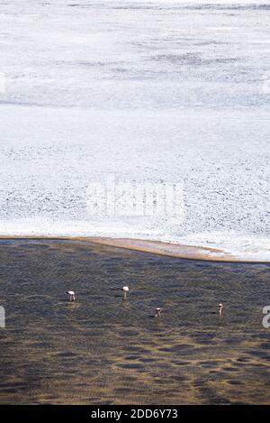 Flamingos an der Laguna Colorada, einem Salzsee im Altiplano von Bolivien im Eduardo Avaroa Andenfauna National Reserve, Südamerika Stockfoto