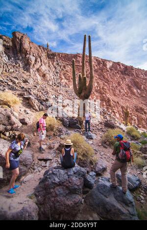 Größter Kaktus (11,5 m) im Cactus Valley (Los Cardones Schlucht), Atacama Wüste, Nord Chile, Südamerika Stockfoto