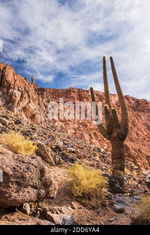 Größter Kaktus (11,5 m) im Cactus Valley (Los Cardones Schlucht), Atacama Wüste, Nord Chile, Südamerika Stockfoto