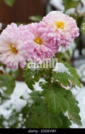 Ungewöhnliche niedliche und schöne Winterblumen, rosa lila Chrysanthemen wachsen unter dem Schnee und bedeckt mit schneeweißen Abdeckung. Luftig und hell Natur. Stockfoto