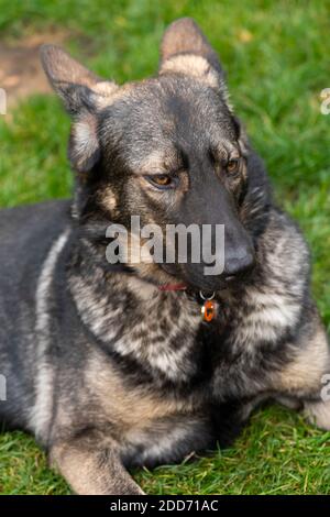 Blauer Zobelhirte Stockfoto