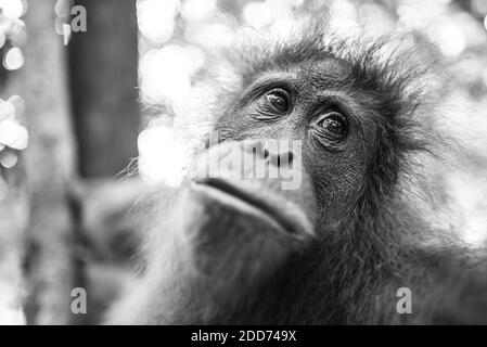 Schwarz-Weiß-Porträt eines Orang-Utans (Pongo Abelii) im Dschungel bei Bukit Lawang, Gunung Leuser Nationalpark, Nordsumatra, Indonesien, Asien Stockfoto