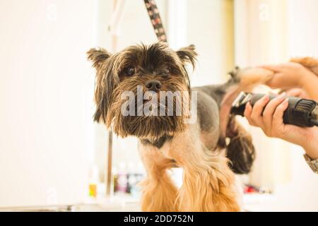 Erschrockener kleiner Hund fühlt sich unwohl, während er gepflegt wird Stockfoto