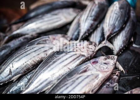 Thunfisch in Bukittinggi Markt, West Sumatra, Indonesien, Asien Stockfoto