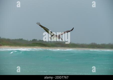 Pelikan fliegt an einem regnerischen Tag über den türkisfarbenen Strand Stockfoto