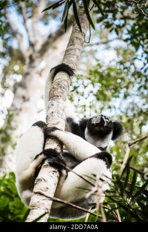 Indri aka Babakoto (Indri Indri), ein großer Lemur im Perinet Reserve, Andasibe-Mantadia National Park, Eastern Madagascar Stockfoto