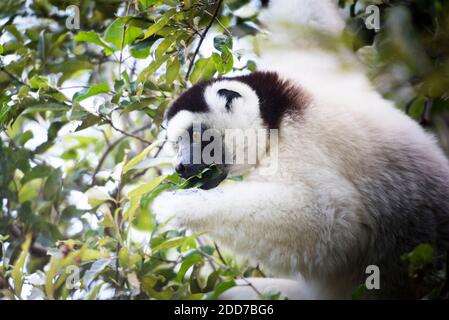 Verreaux's Sifaka (Propithecus Verreauxi), Isalo Nationalpark, Ihorombe Region, Südwest Madagaskar Stockfoto