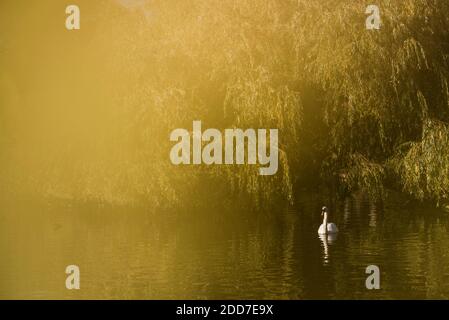 Schwan im Herbst im Regents Park, einem der Royal Parks von London, England Stockfoto
